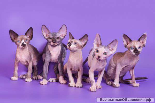 Эльф, бамбино, Канадский сфинкс - экзотическая порода