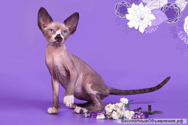 Эльф, бамбино, Канадский сфинкс - экзотическая порода