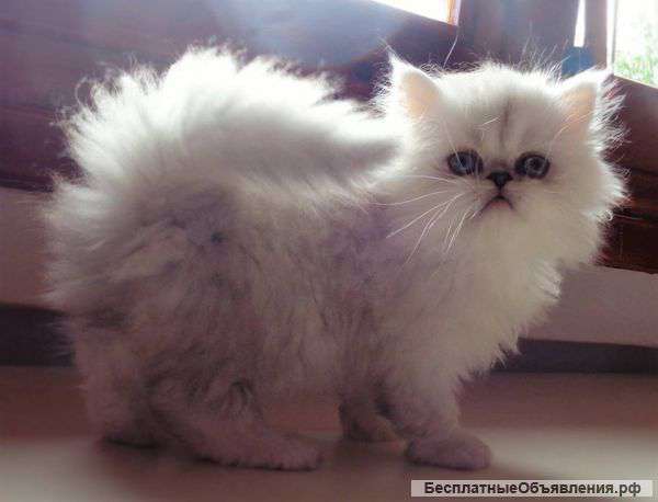Племенной персидский котенок серебристая шиншилла