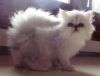 Племенной персидский котенок серебристая шиншилла