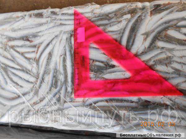 Приглашаем оптовиков на путину хамсы осень 2015 Крым РФ