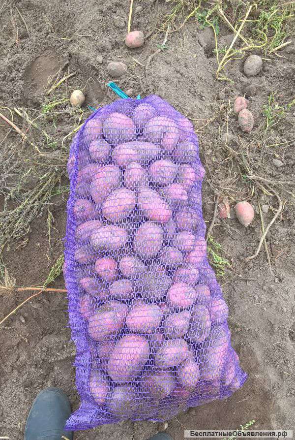 Картофель