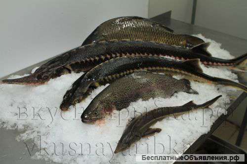 Оптом и в розницу живую рыбу