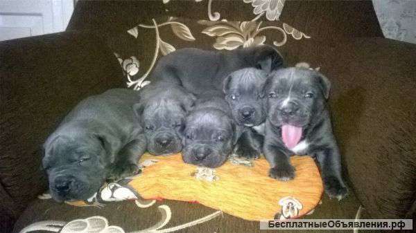 Щенки Кане Корсо