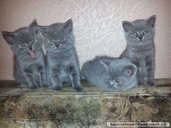 Британских котят
