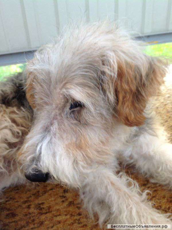 Найден фокстерьер