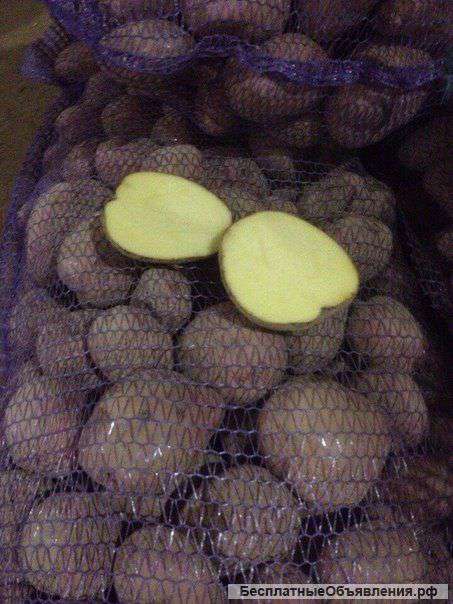 Картофель оптом 7,5 руб/кг
