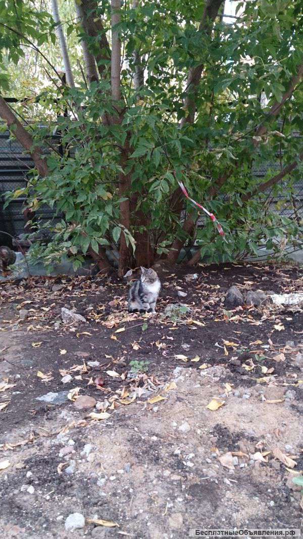 Люди Помогите найти дом малышам