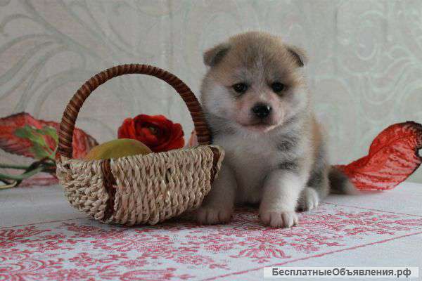 Щеночки Акита Ину, Шиба ину