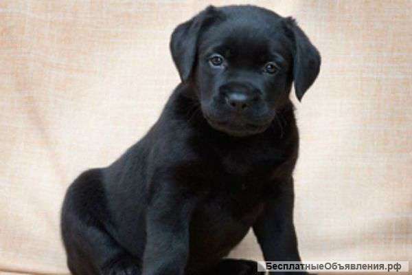 Щенки лабрадора
