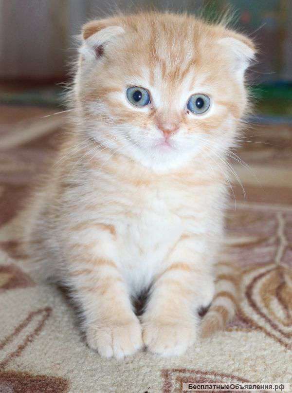 Шотландские котята продажа