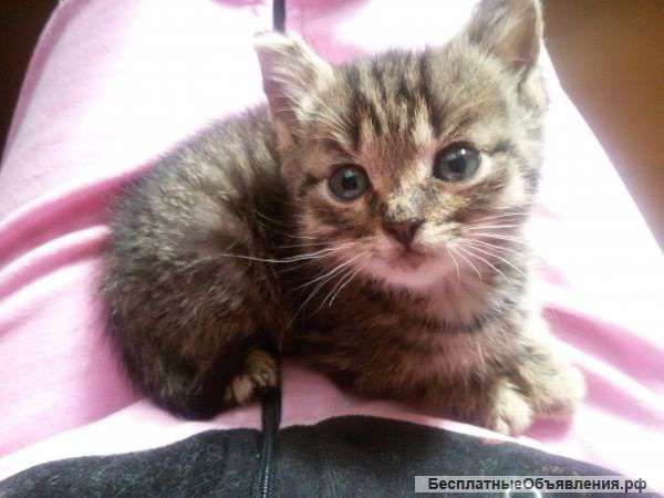 Отдам котенка в добрые руки