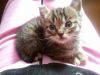 Отдам котенка в добрые руки