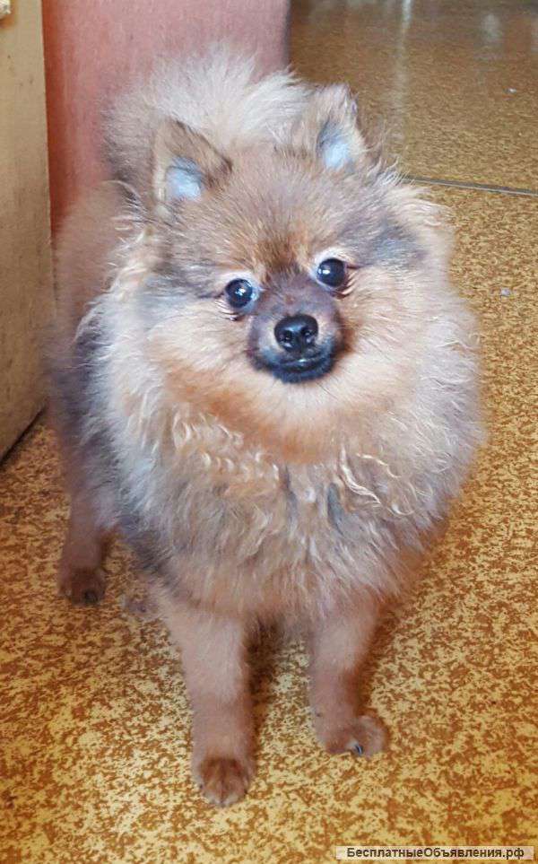 Мальчик немецкого шпица