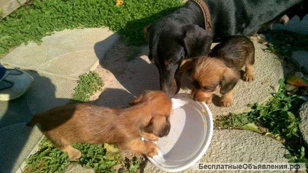 Щенки метисы таксы и терьера