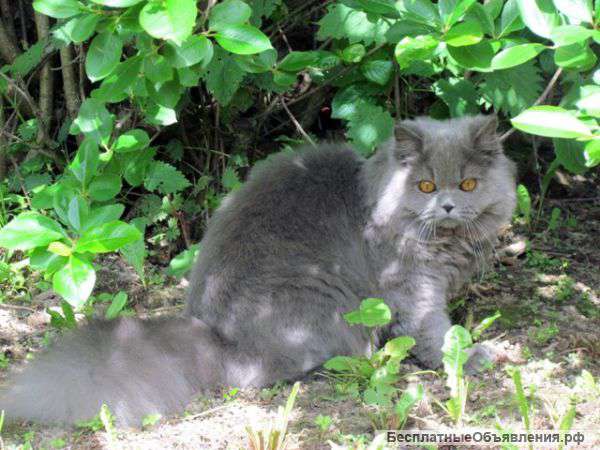 Британский длинношерстный котик