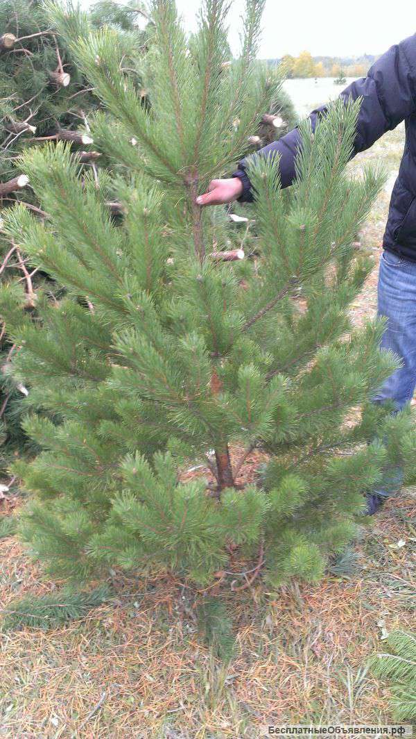 Пензенские новогодние ели и сосны