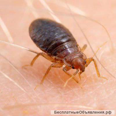 Уничтожение Клопов Тараканов и т.п.