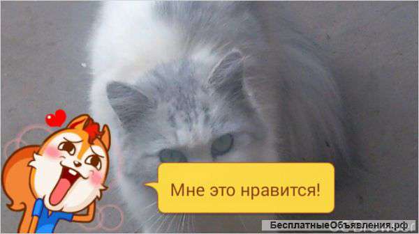 Отдам кошку в хорошие руки