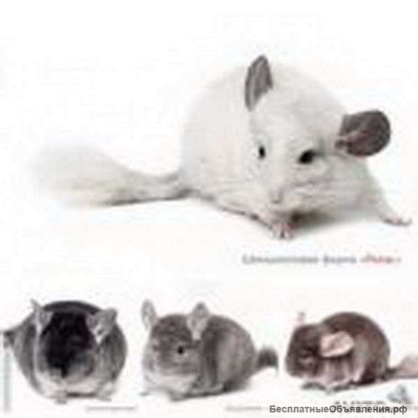 Незабываемый подарок