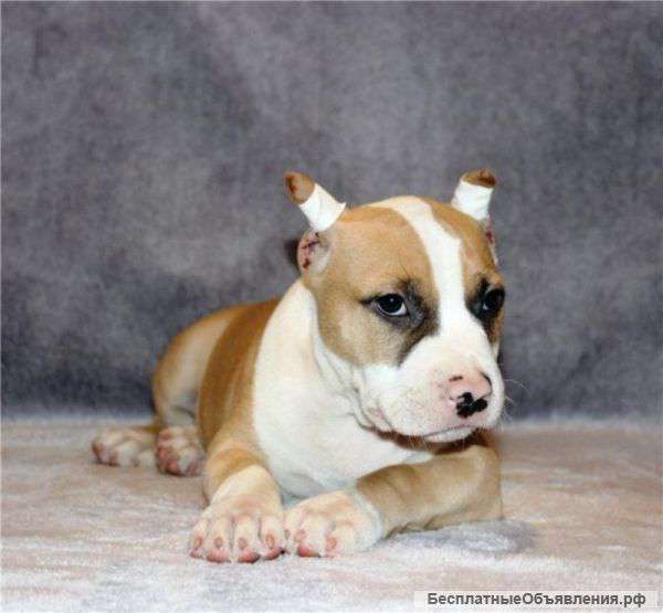 Высокопородные щенки амстаффтерьера мальчики и девочки