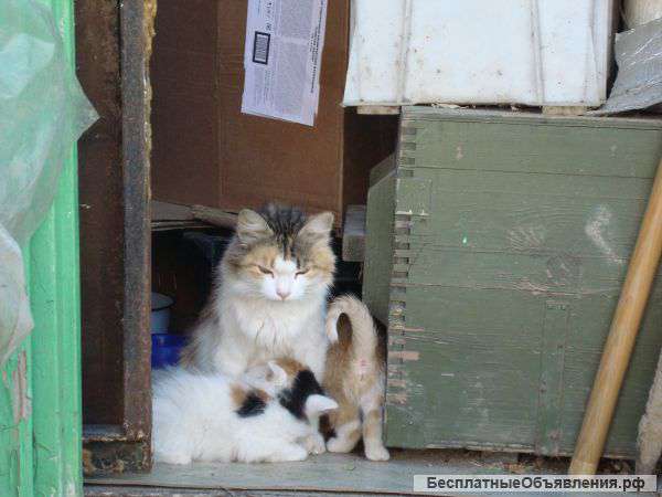 Отдам котят