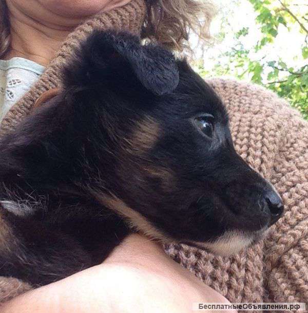 Отдам собачку в дар