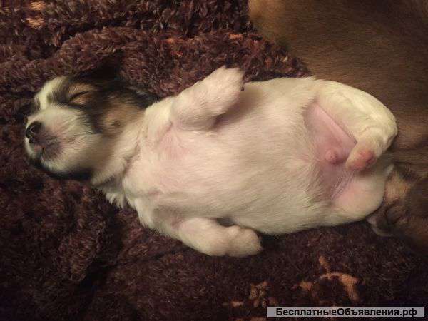 Щенки чихуахуа