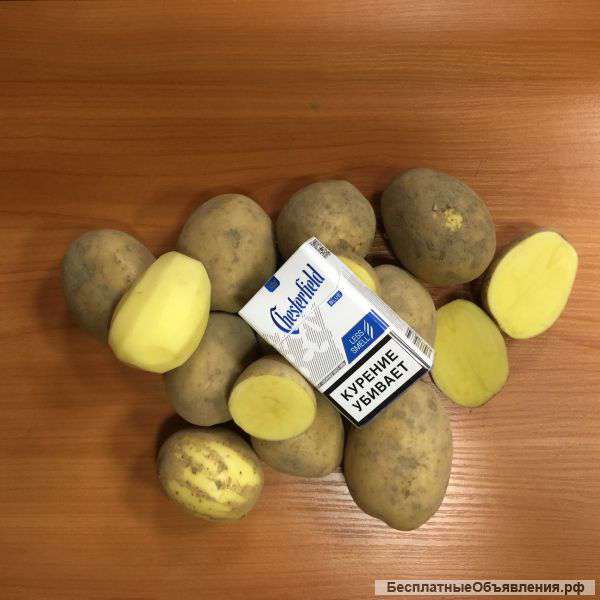 Картофель не дорого