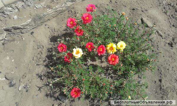 Участок 18 соток