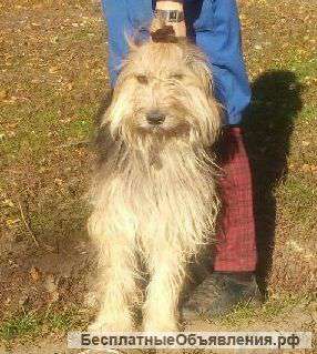 Йоркширский терьер хочет найти дом