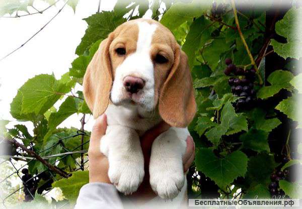 Щенки бигля