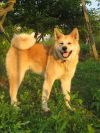 Акита-ину (ХАТИКО)-щенки