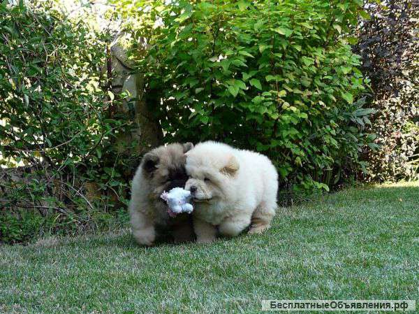 Щенята чау-чау