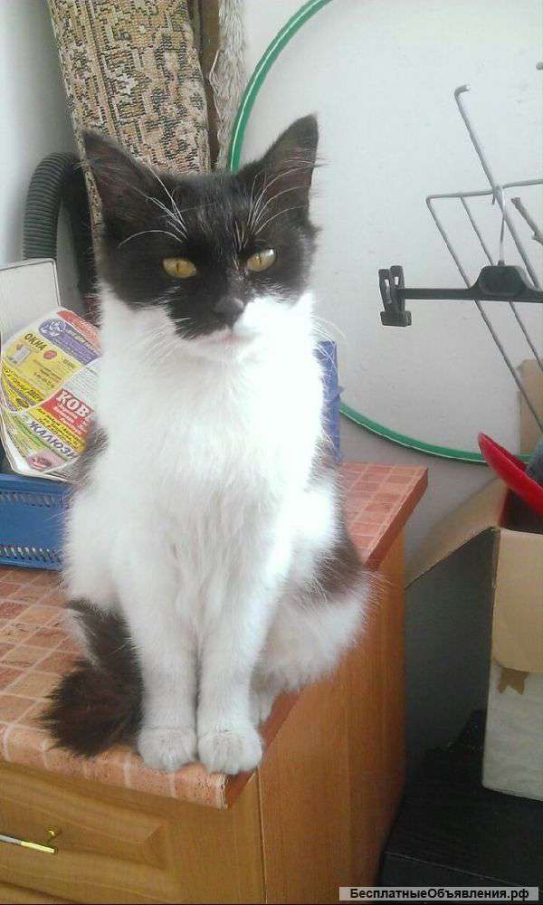 Ласковой кошечке нужен теплый дом. SOS