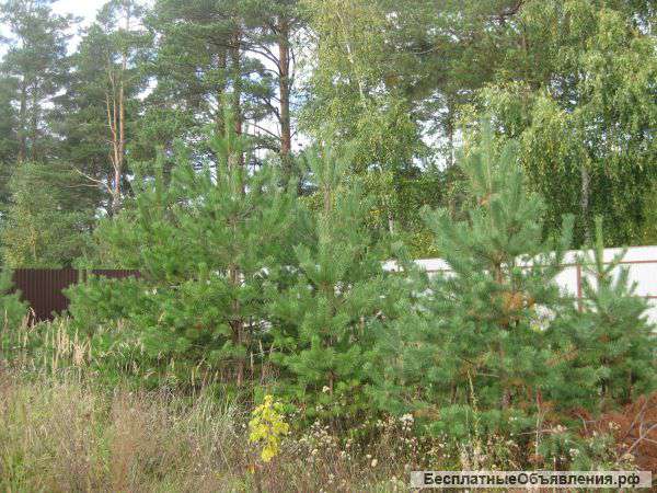 Очень красивые сосны