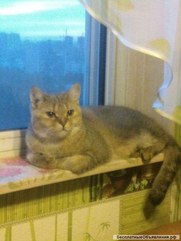 Котика британского