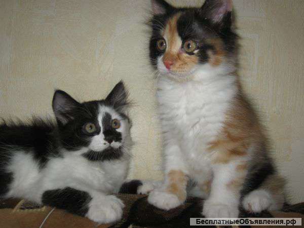 Отдам котят в добрые руки