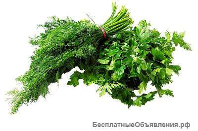 Куплю зелень( укроп,петрушка.кинза)