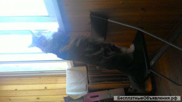 Котик Мейн-кун ищет невесту