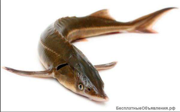 Живая рыба, живые раки