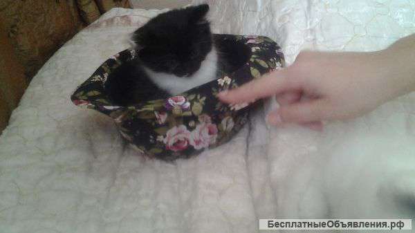 Котята Турецкой ангоры