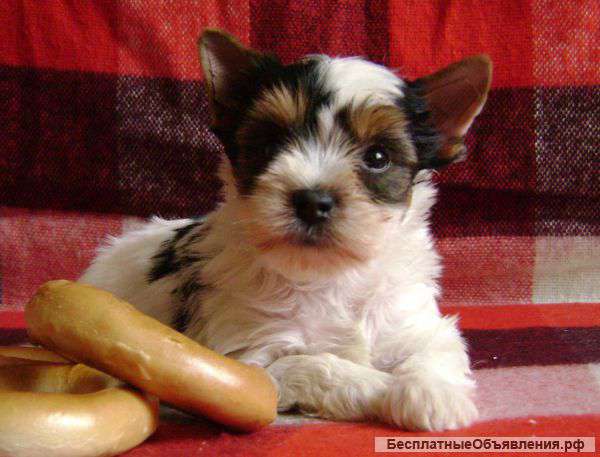 Щеночки Бивер Йоркширского терьера