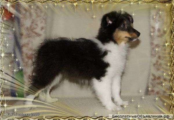 Щеночки шелти - трехцветные девочки