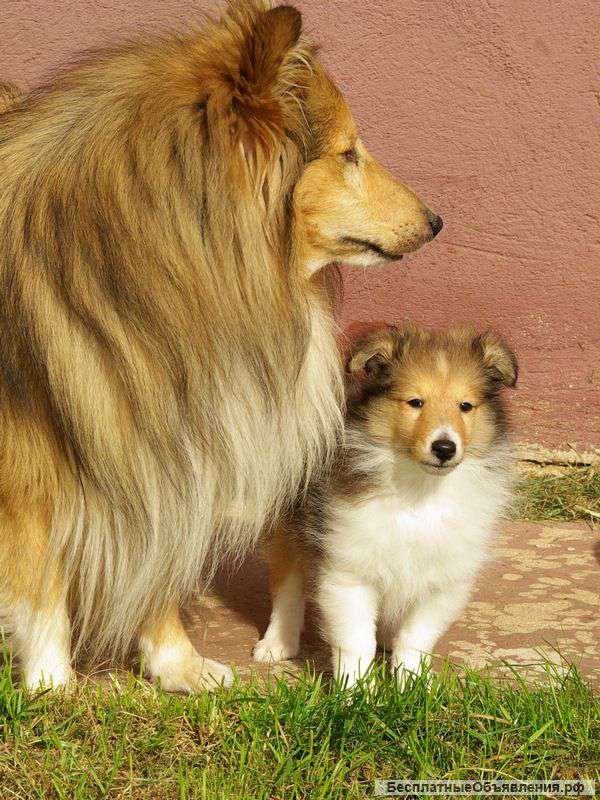 Щенок шелти - рыжий мальчик