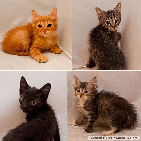 Чудесные котятки в дар