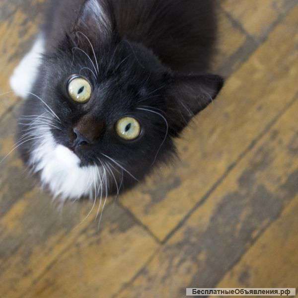 Отдам в добрые руки