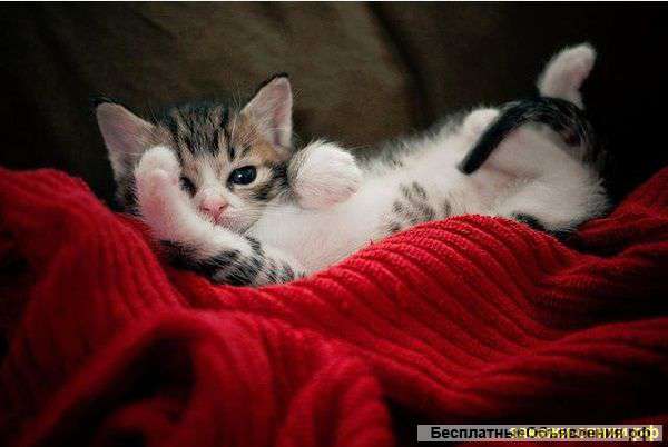 Нешаблонные стихи на свадьбы и юбилеи