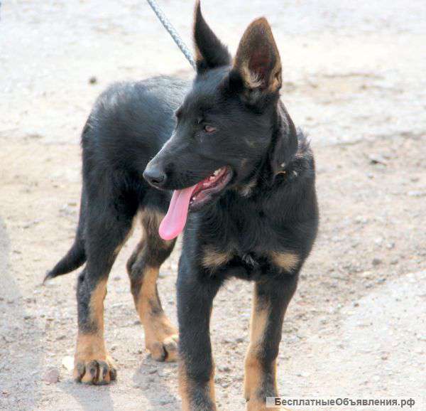 Чистокровные щенки Немецкой овчарки