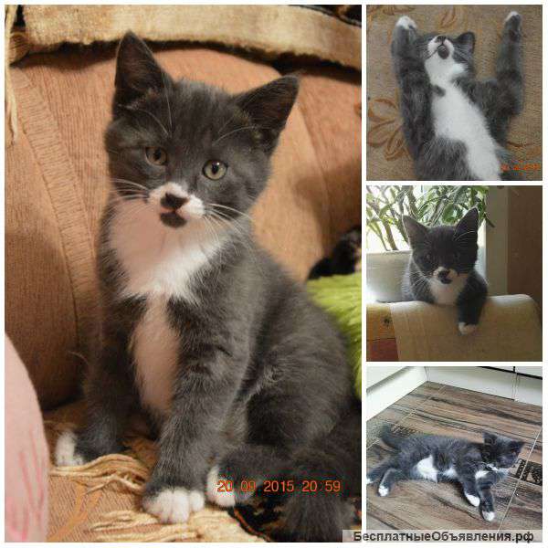 В добрые руки